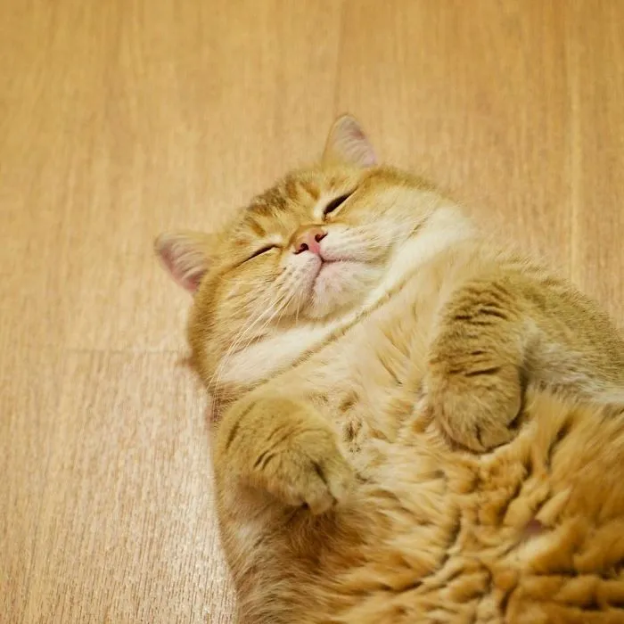 Meet Hosico, Real-Life Puss In Boots