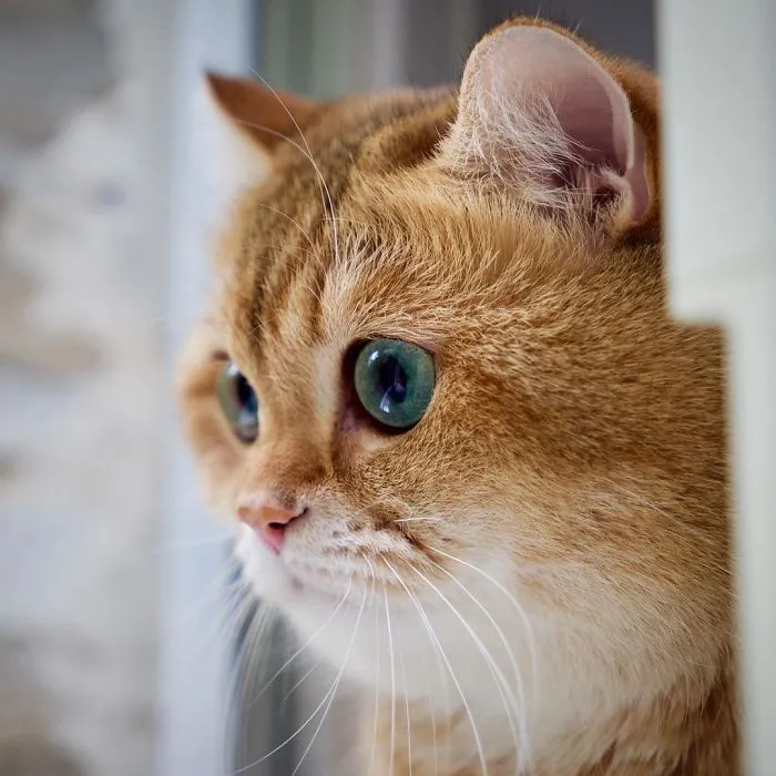 Meet Hosico, Real-Life Puss In Boots