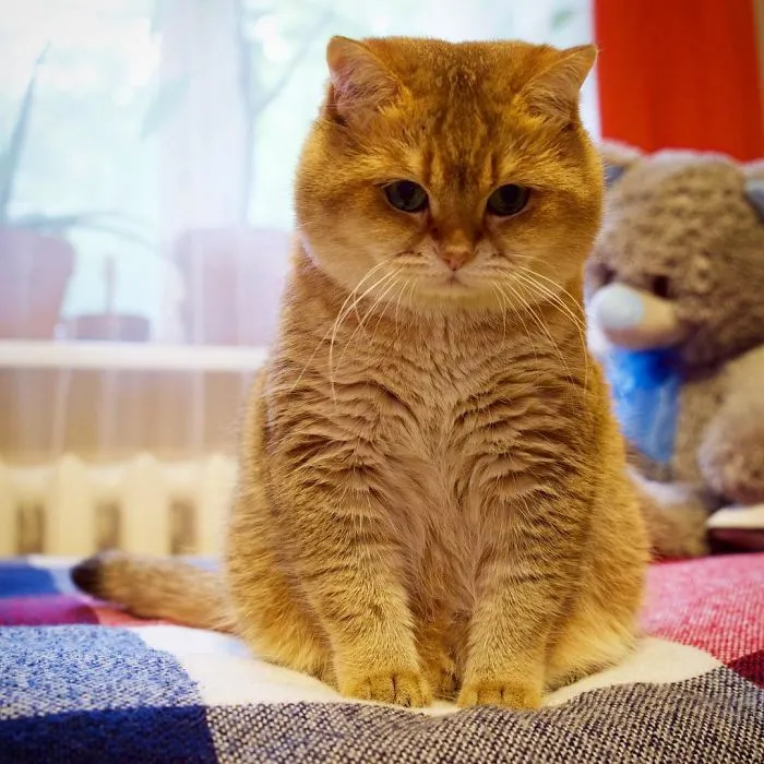 Meet Hosico, Real-Life Puss In Boots