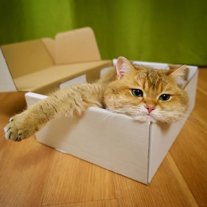 Meet Hosico, Real-Life Puss In Boots