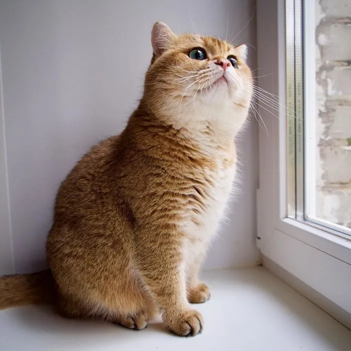 Meet Hosico, Real-Life Puss In Boots