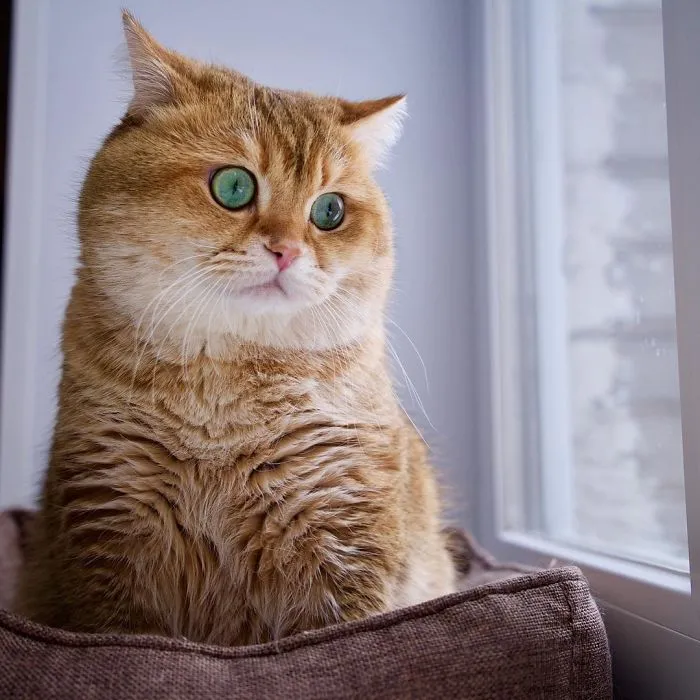 Meet Hosico, Real-Life Puss In Boots