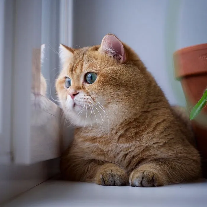 Meet Hosico, Real-Life Puss In Boots