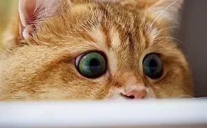 Meet Hosico, Real-Life Puss In Boots