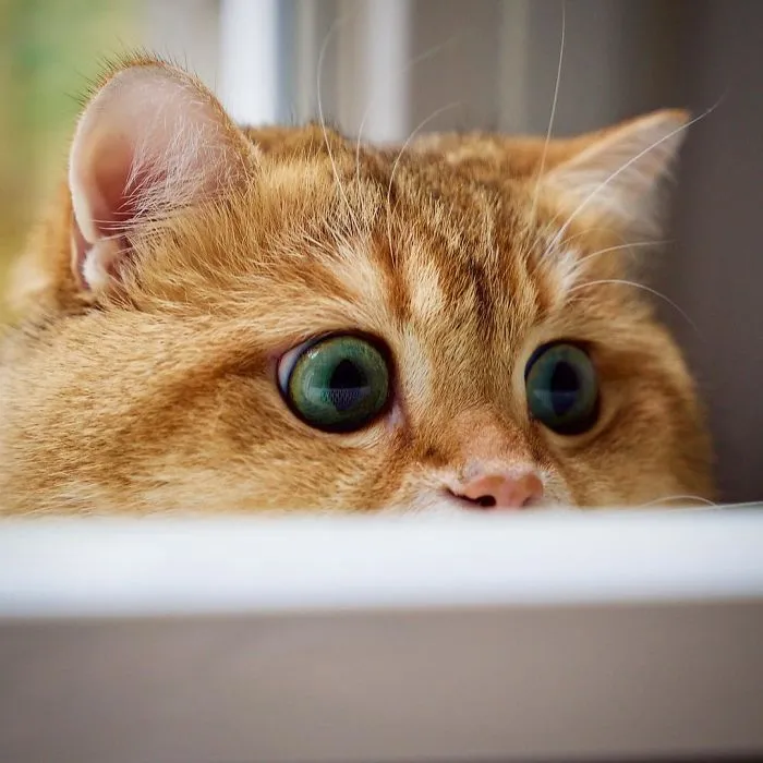 Meet Hosico, Real-Life Puss In Boots