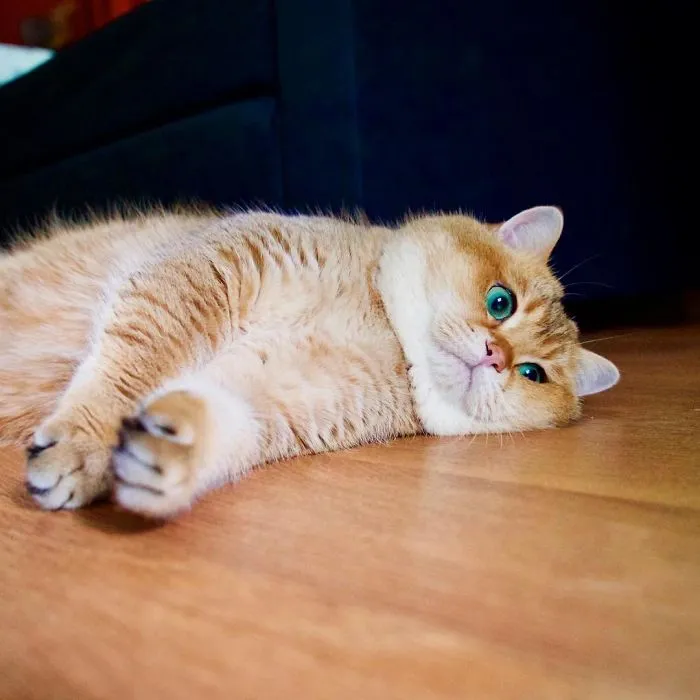 Meet Hosico, Real-Life Puss In Boots