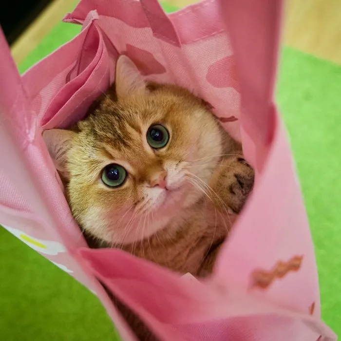 Meet Hosico, Real-Life Puss In Boots