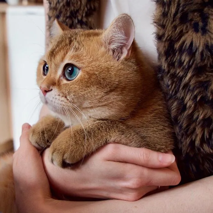 Meet Hosico, Real-Life Puss In Boots