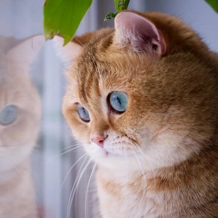 Meet Hosico, Real-Life Puss In Boots
