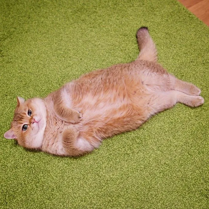 Meet Hosico, Real-Life Puss In Boots
