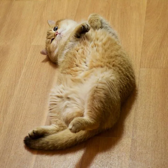 Meet Hosico, Real-Life Puss In Boots