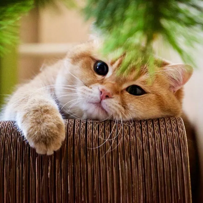 Meet Hosico, Real-Life Puss In Boots