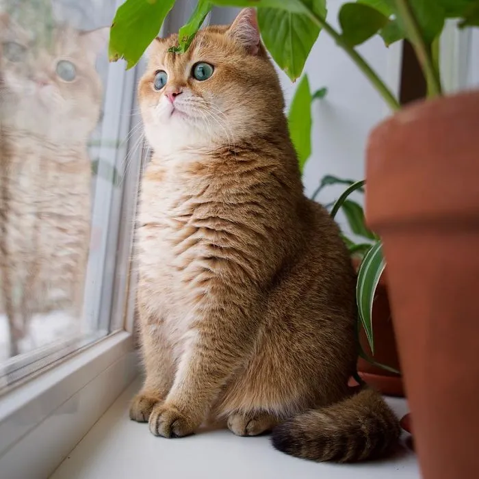 Meet Hosico, Real-Life Puss In Boots