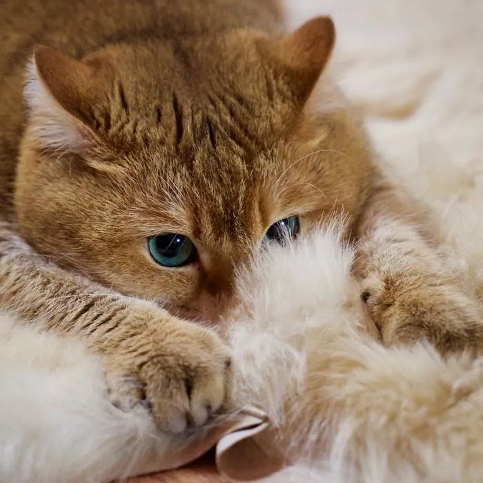 Meet Hosico, Real-Life Puss In Boots