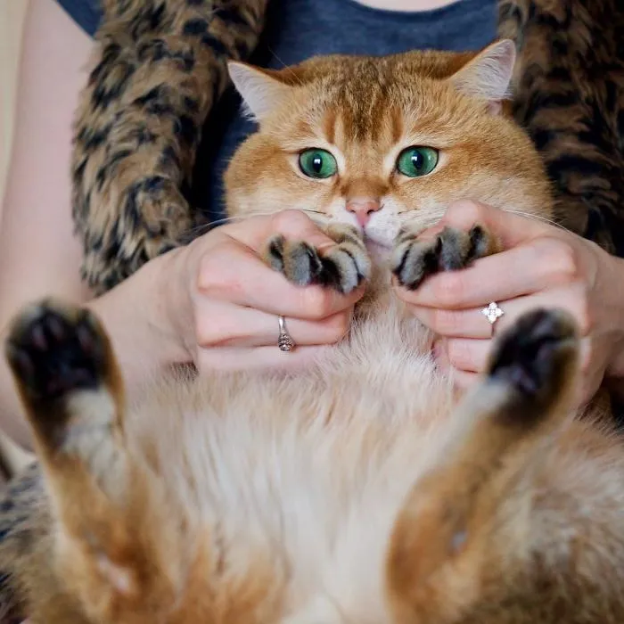 Meet Hosico, Real-Life Puss In Boots