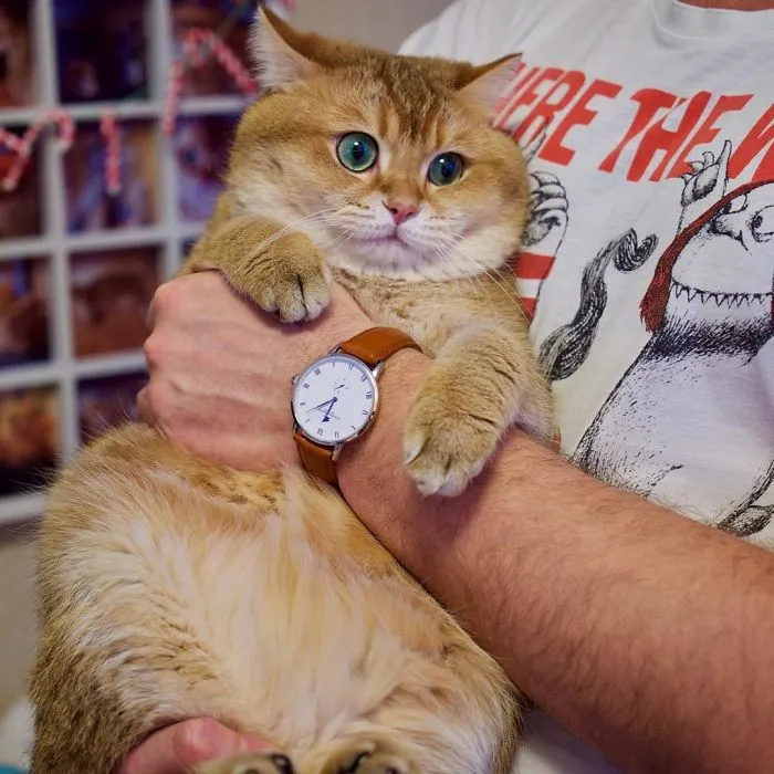 Meet Hosico, Real-Life Puss In Boots