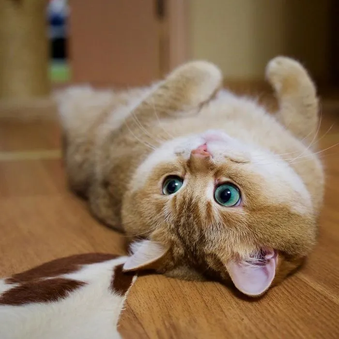 Meet Hosico, Real-Life Puss In Boots