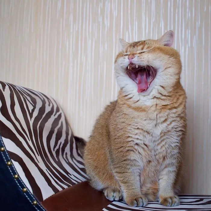 Meet Hosico, Real-Life Puss In Boots