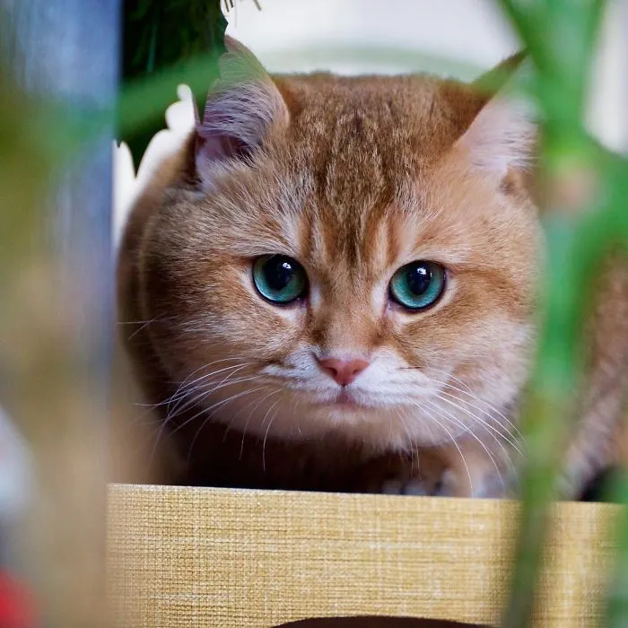Meet Hosico, Real-Life Puss In Boots