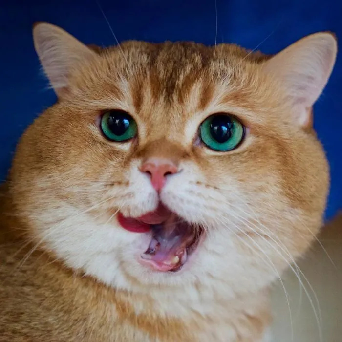 Meet Hosico, Real-Life Puss In Boots