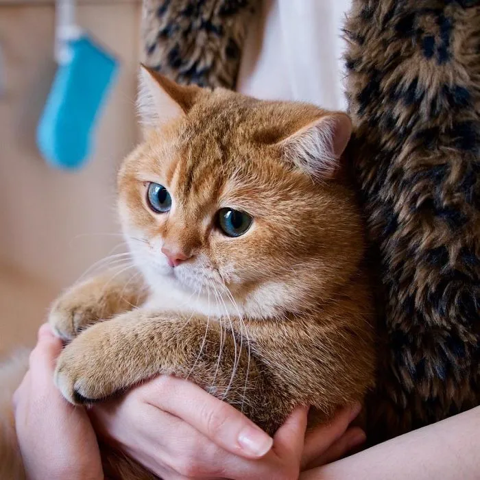 Meet Hosico, Real-Life Puss In Boots