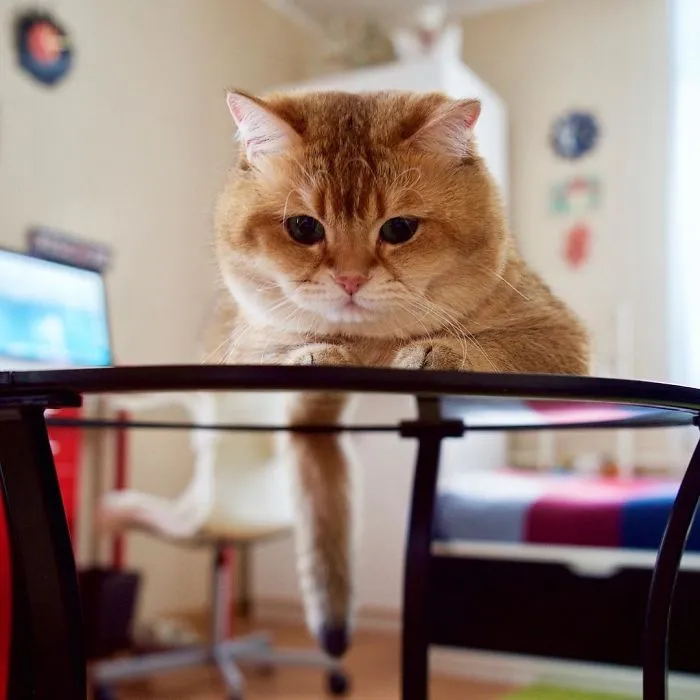 Meet Hosico, Real-Life Puss In Boots