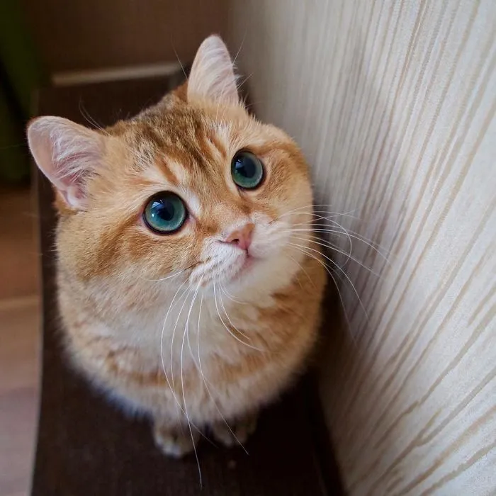 Meet Hosico, Real-Life Puss In Boots