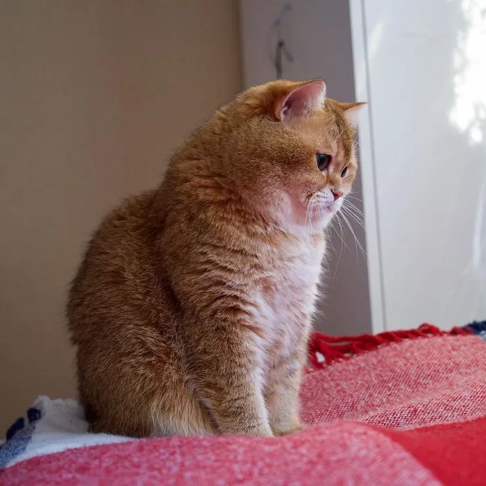 Meet Hosico, Real-Life Puss In Boots