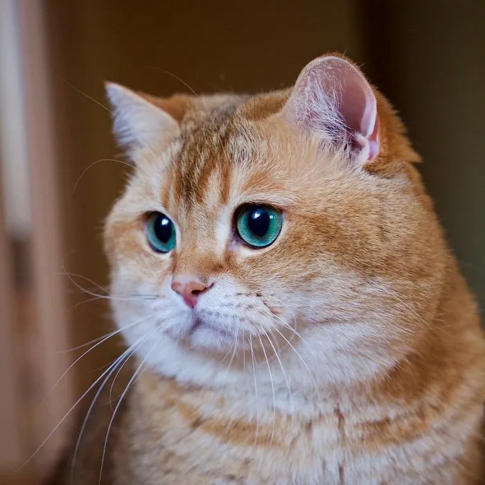 Meet Hosico, Real-Life Puss In Boots