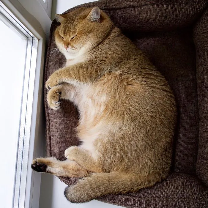 Meet Hosico, Real-Life Puss In Boots