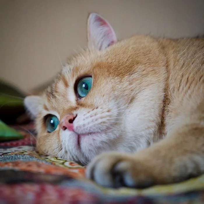 Meet Hosico, Real-Life Puss In Boots
