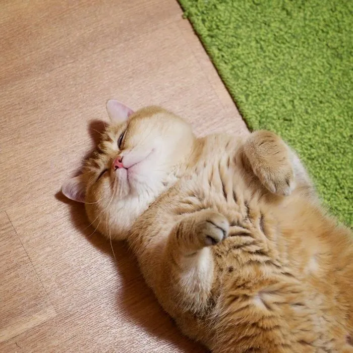 Meet Hosico, Real-Life Puss In Boots