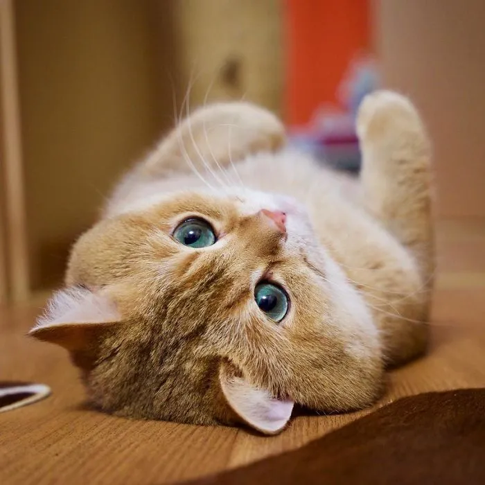 Meet Hosico, Real-Life Puss In Boots