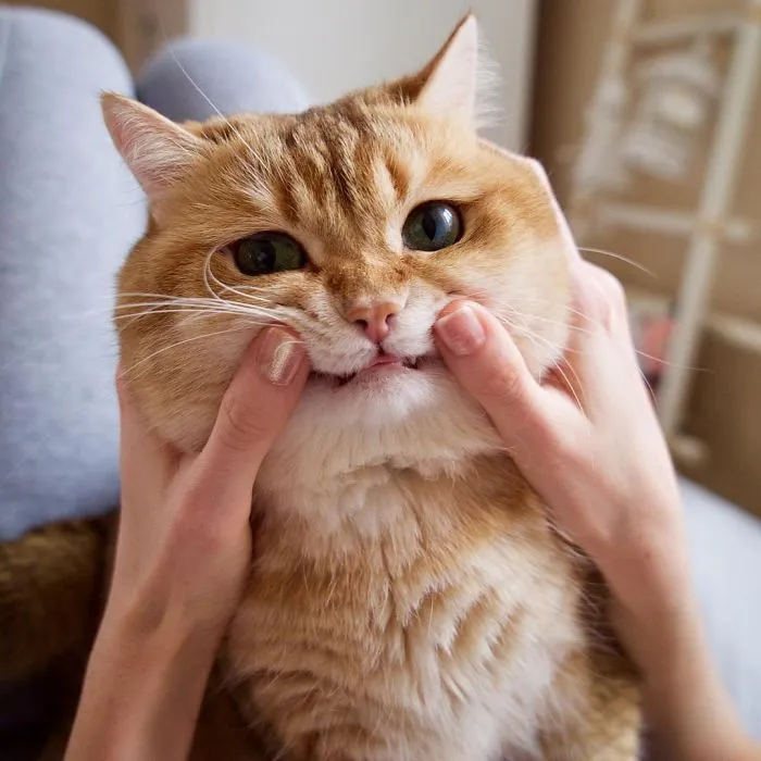 Meet Hosico, Real-Life Puss In Boots