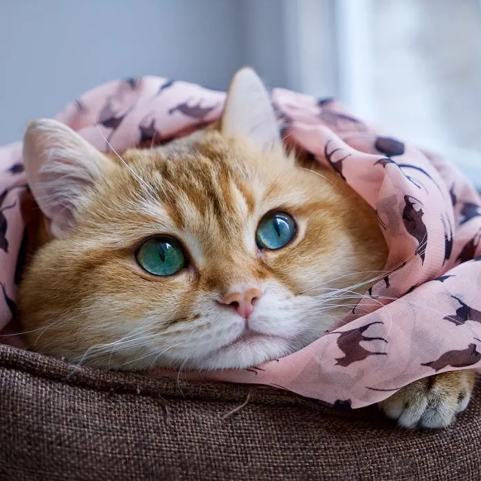Meet Hosico, Real-Life Puss In Boots