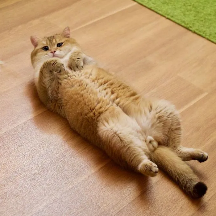 Hosico Cat