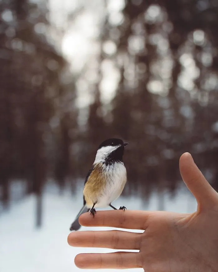 How I Got Seduced By Wildlife Photography