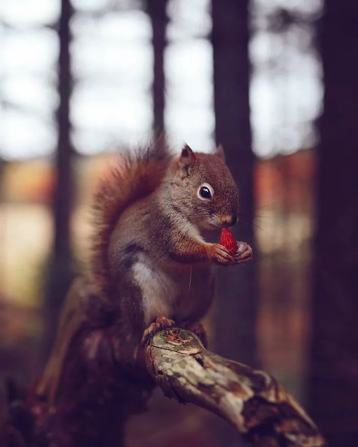 How I Got Seduced By Wildlife Photography