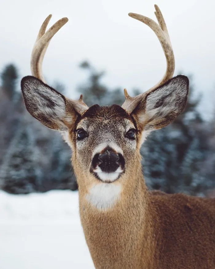 How I Got Seduced By Wildlife Photography