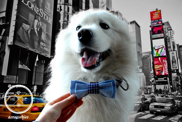 I Make Bow Ties For Dogs And Their Owners