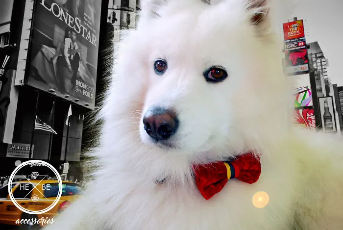 I Make Bow Ties For Dogs And Their Owners