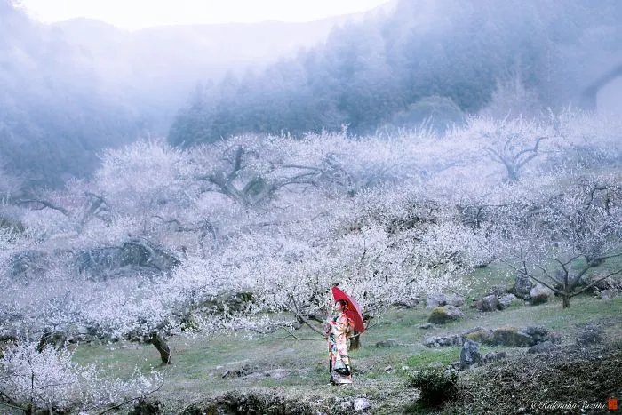 I Captured Plum Trees Blooming In Japan (Part 2)