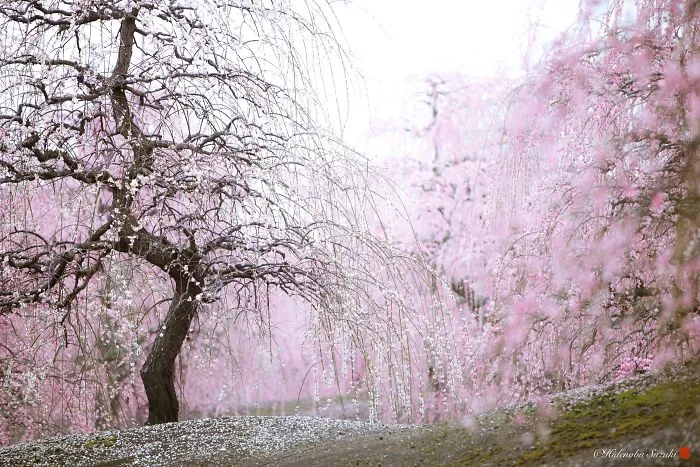 I Captured Plum Trees Blooming In Japan (Part 2)