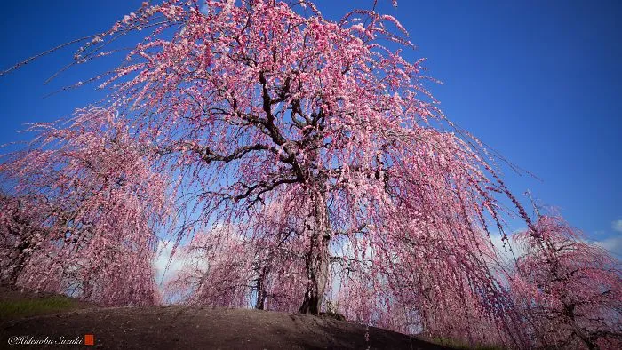 I Captured Plum Trees Blooming In Japan (Part 2)