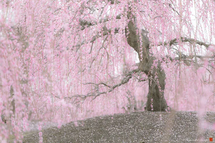 I Captured Plum Trees Blooming In Japan (Part 2)