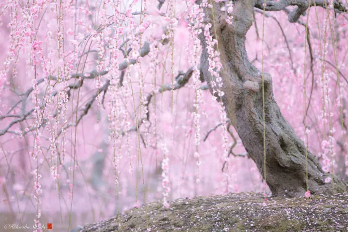 I Captured Plum Trees Blooming In Japan (Part 2)