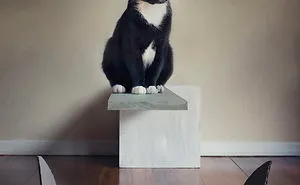 I Made A Career Out Of Annoying Cats