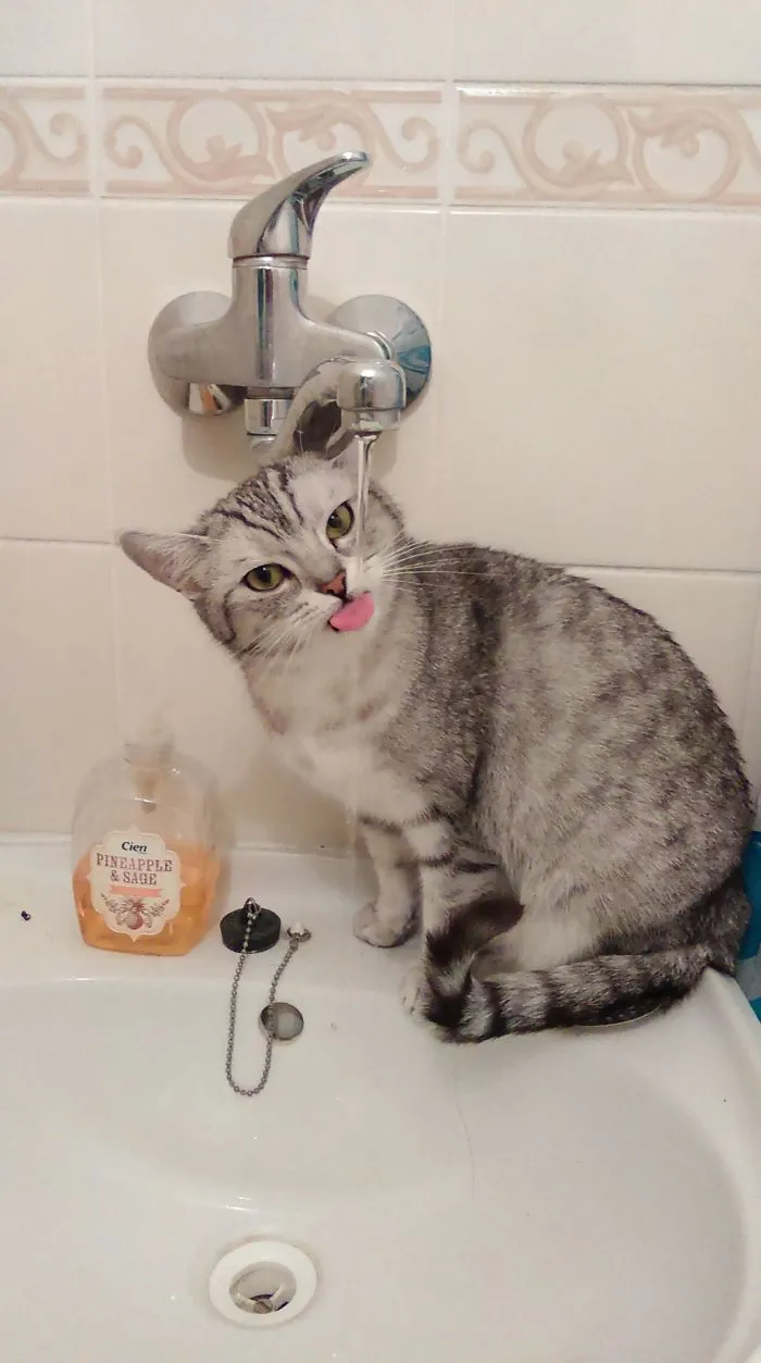 175 Of The Most Adorable Animal Mlems" Ever"