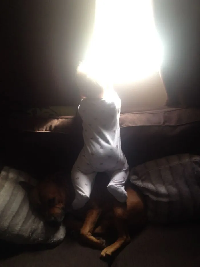 Pitbull Viciously Being Used As A Step