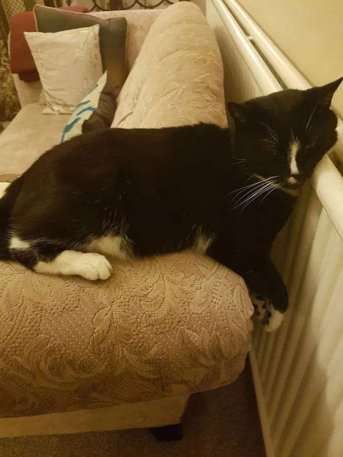 Don't Leave Cats On The Radiator Otherwise They Melt